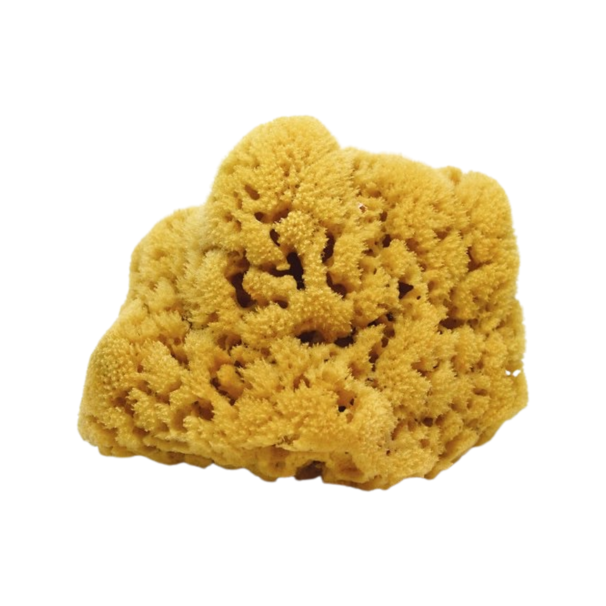 Key West Body Scrubs - Key West Natural Sea Sponge